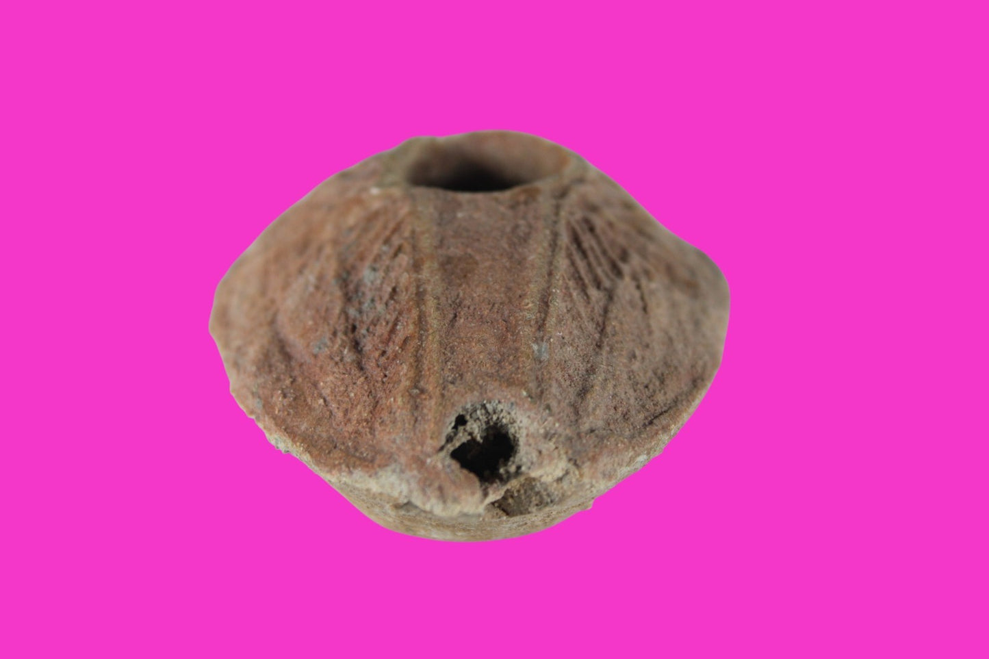 Holy Land Oil Lamp Ancient Artifact Time of the Christians 313-636 AD COA 192