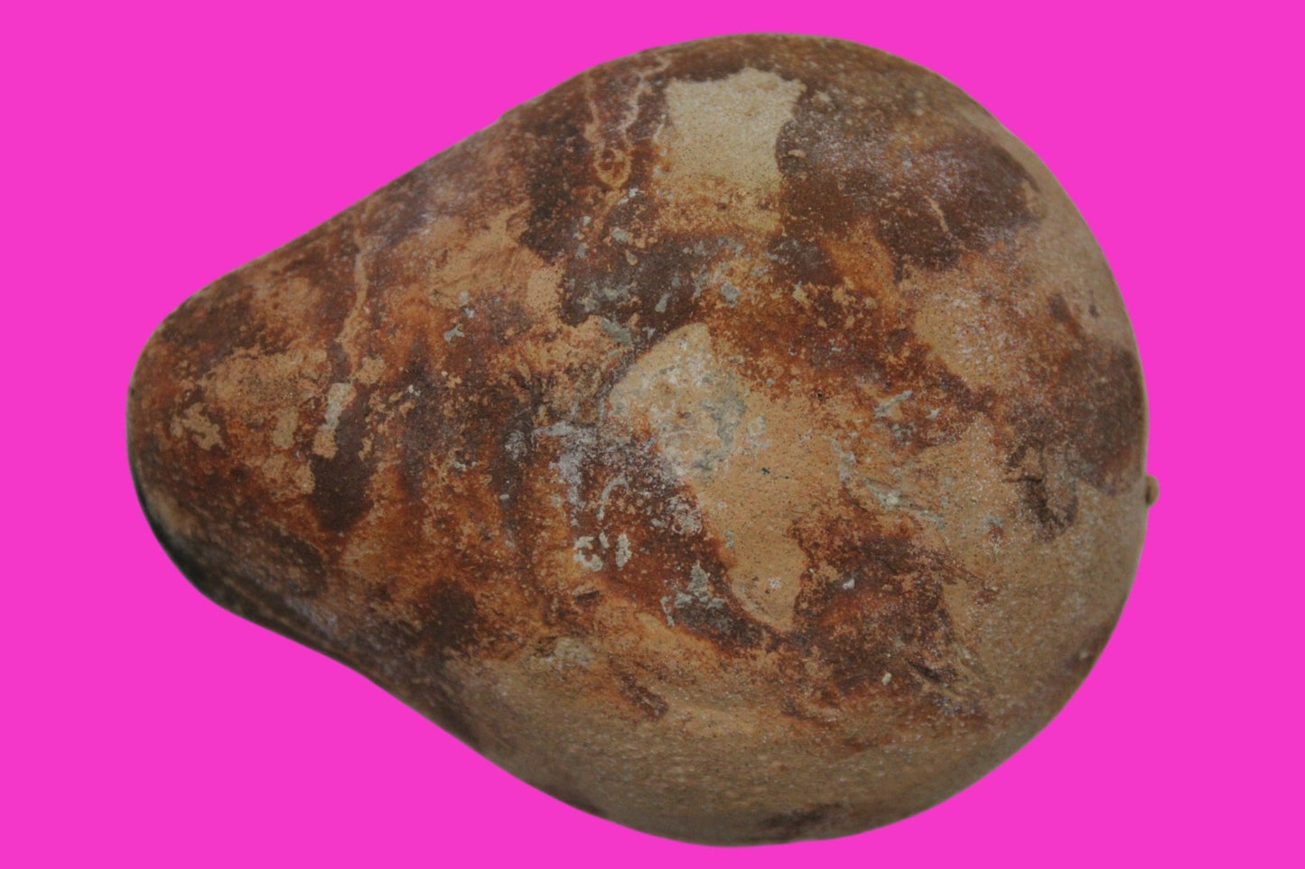 Holy Land Oil Lamp Ancient Artifact Time of Jesus & Apostles 63BC-323AD COA 144