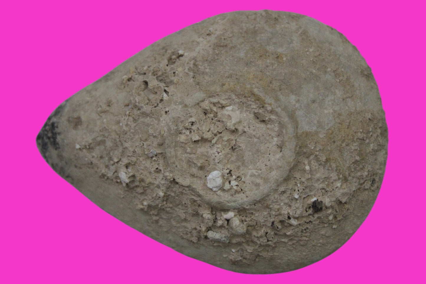 Holy Land Oil Lamp Ancient Artifact Time of the Christians 313-636 AD COA 187