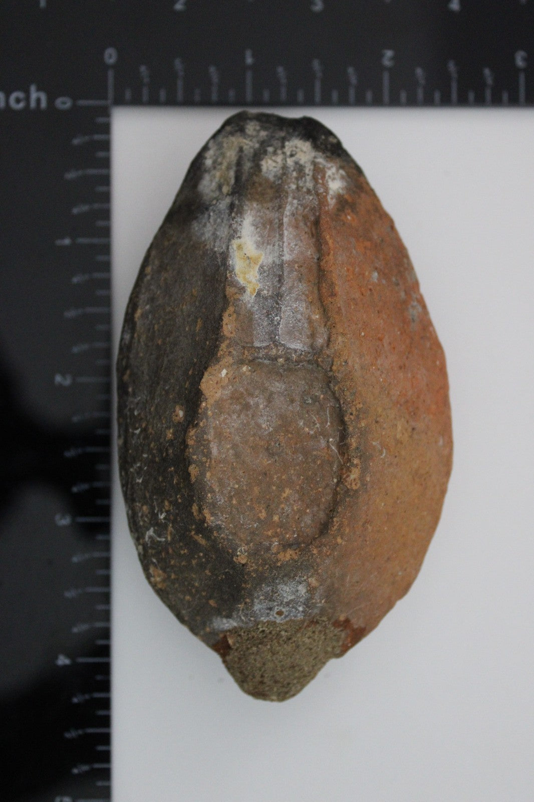 Holy Land Oil Lamp Ancient Artifact Time of the Christians 313-636 AD COA 216