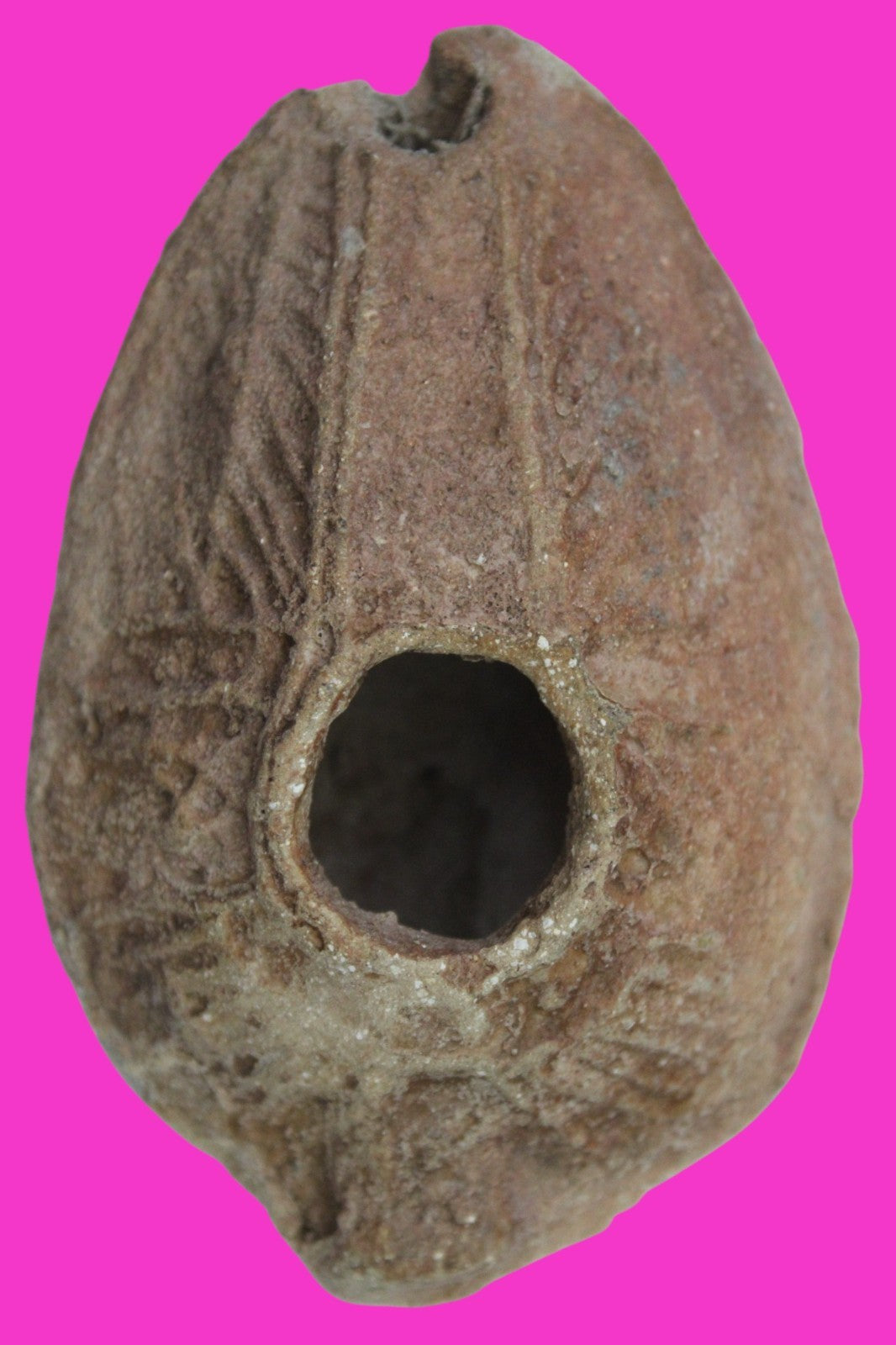 Holy Land Oil Lamp Ancient Artifact Time of the Christians 313-636 AD COA 192