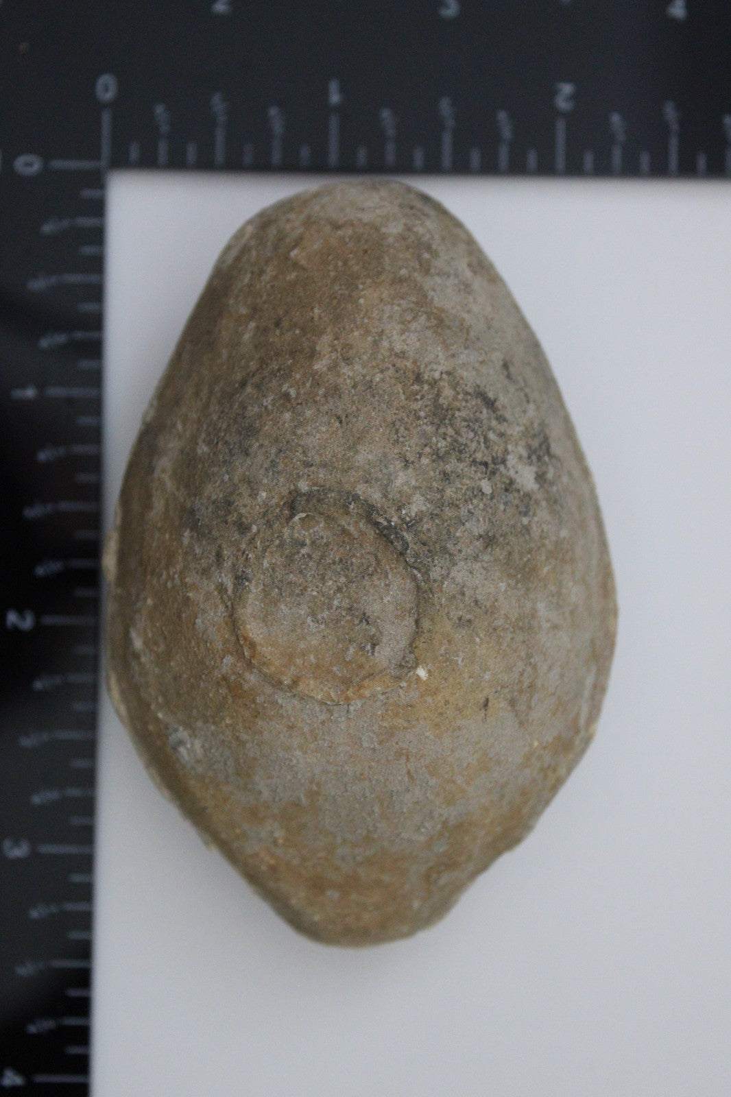 Holy Land Oil Lamp Ancient Artifact Time of the Christians 313-636 AD COA 178