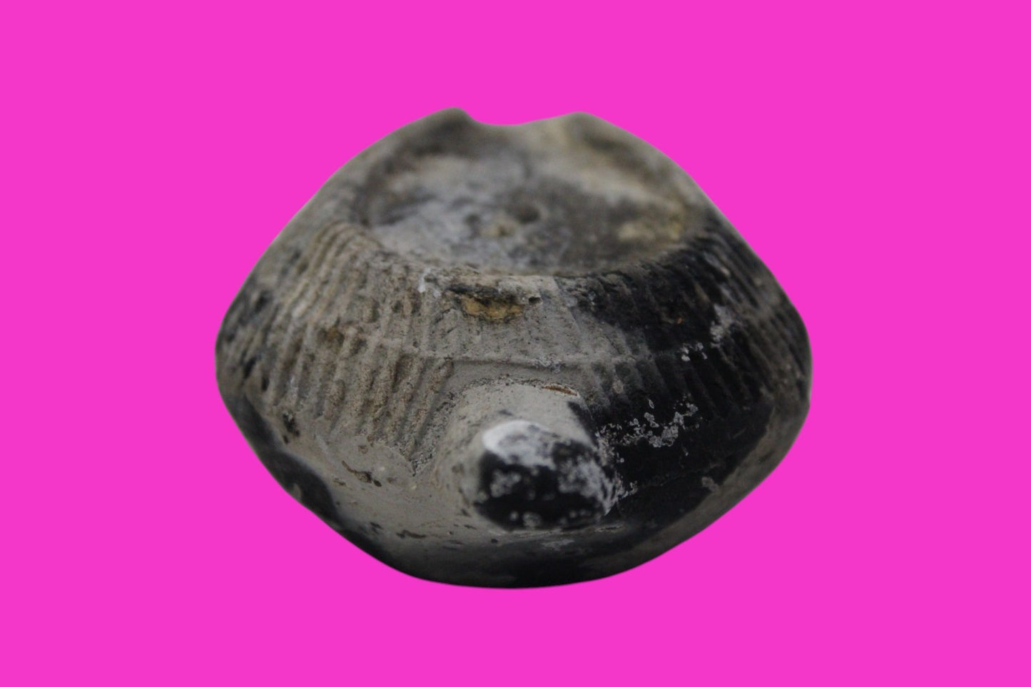 Ancient Holy Land Oil Lamp Artifact From Jesus Christ Home Land 100-500AD COA 61