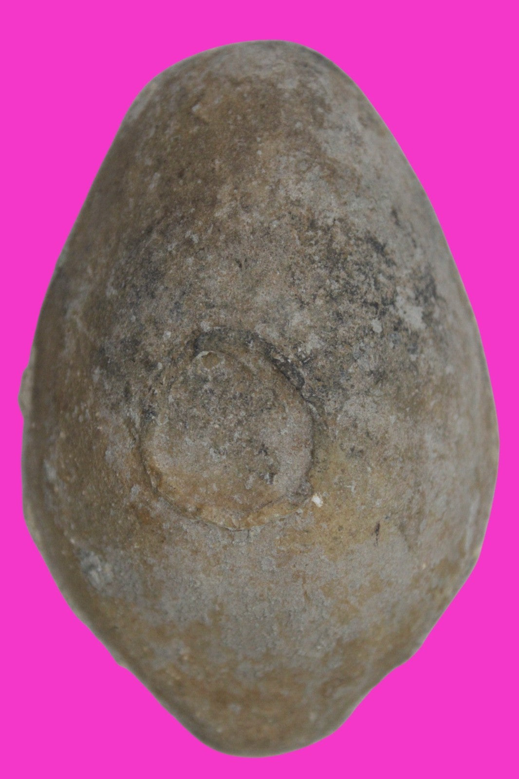 Holy Land Oil Lamp Ancient Artifact Time of the Christians 313-636 AD COA 178
