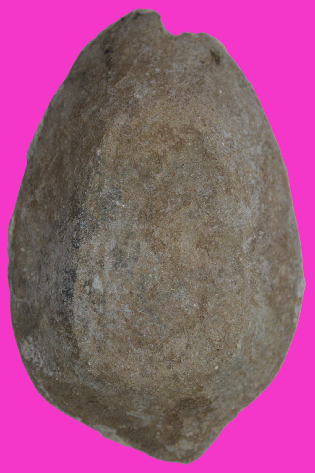 Holy Land Oil Lamp Ancient Artifact Time of the Christians 313-636 AD COA 192