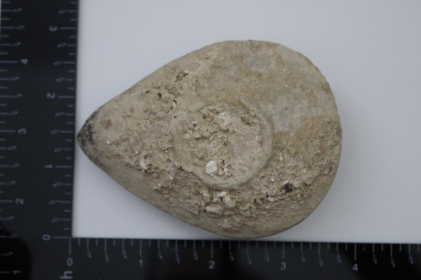 Holy Land Oil Lamp Ancient Artifact Time of the Christians 313-636 AD COA 187