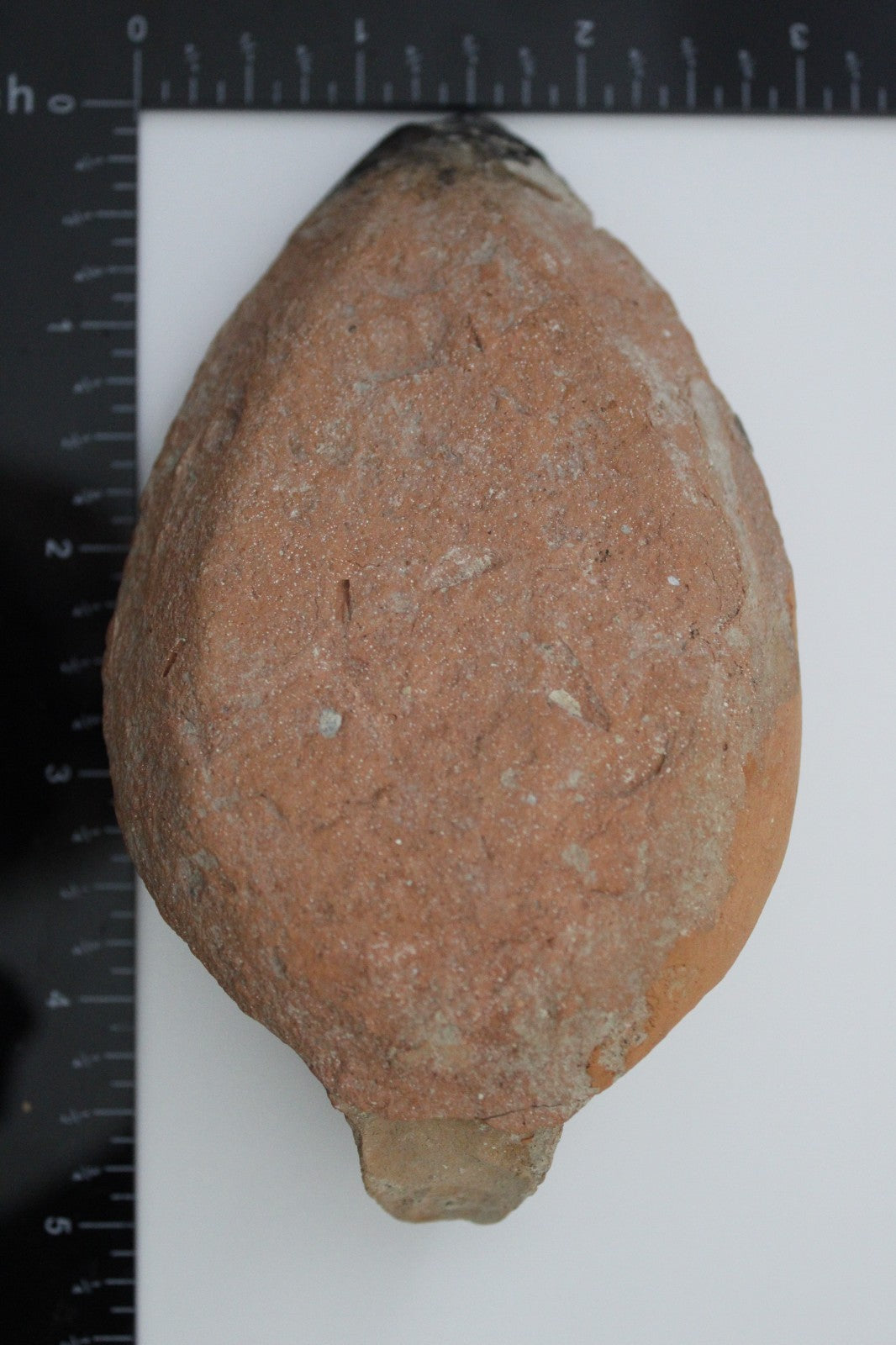 Holy Land Oil Lamp Ancient Artifact Time of the Christians 313-636 AD COA 203