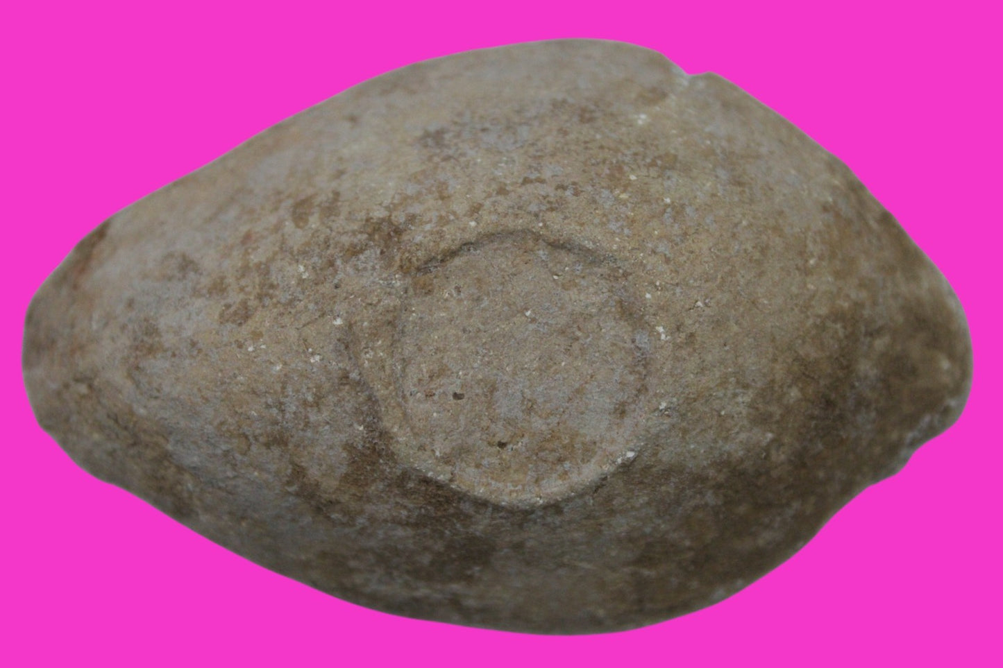 Holy Land Oil Lamp Ancient Artifact Time of the Christians 313-636 AD COA 190