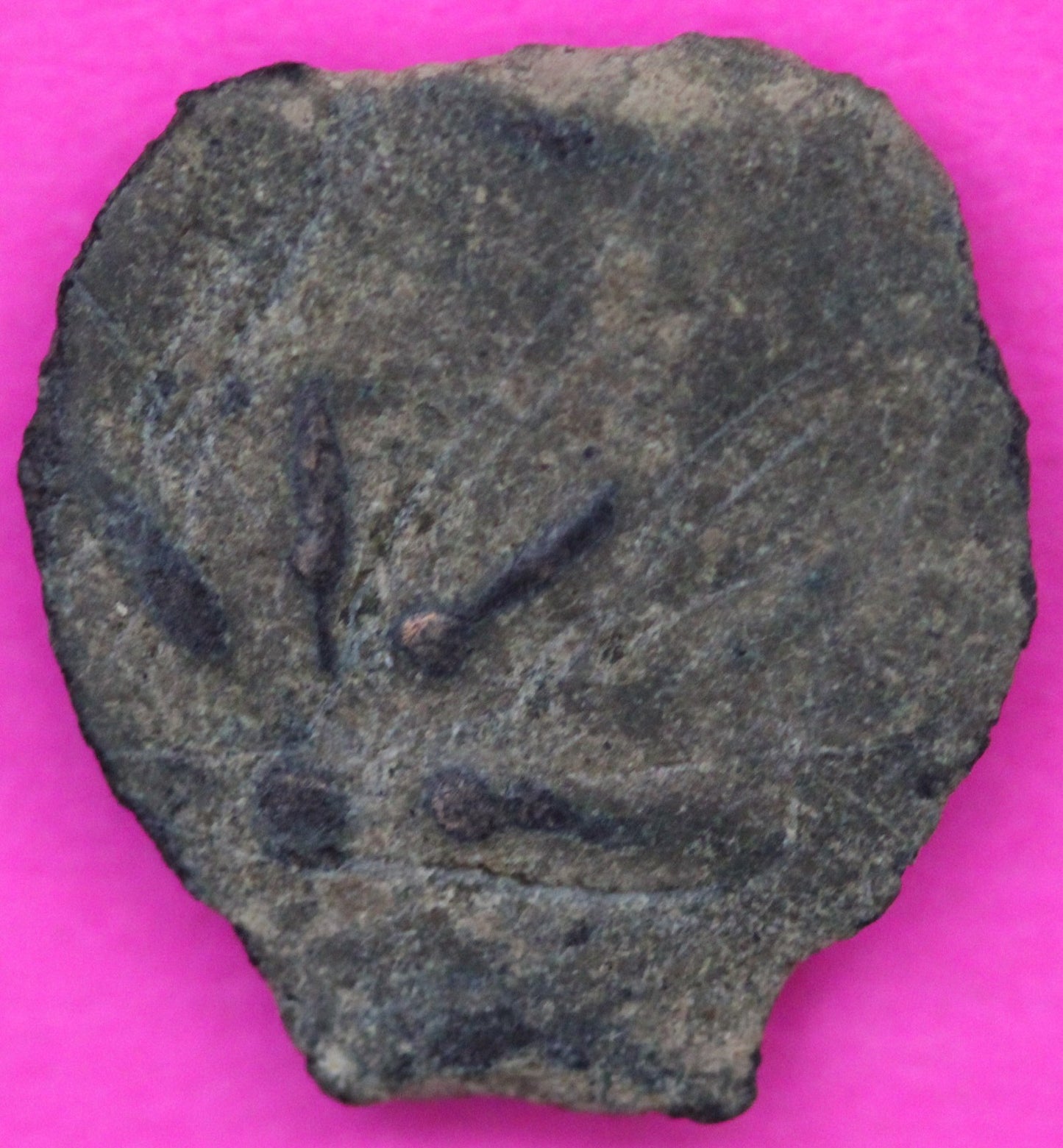 Widows Mite Coin Holy Land Artifact Frameable Display Card Jesus Christ COA C553