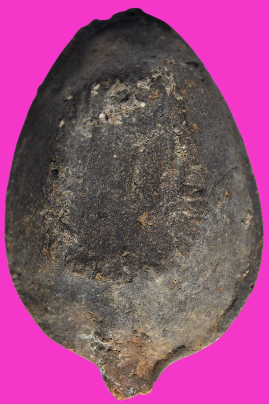 Oil Lamp Holy Land Ancient Artifact Jesus Christ Home Israel 300-600 AD COA 95