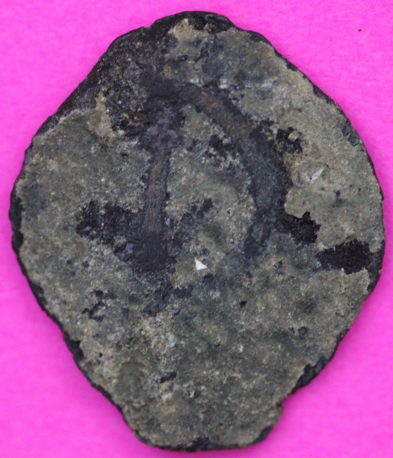 Widows Mite Coin Holy Land Artifact Frameable Display Card Jesus Christ COA B533