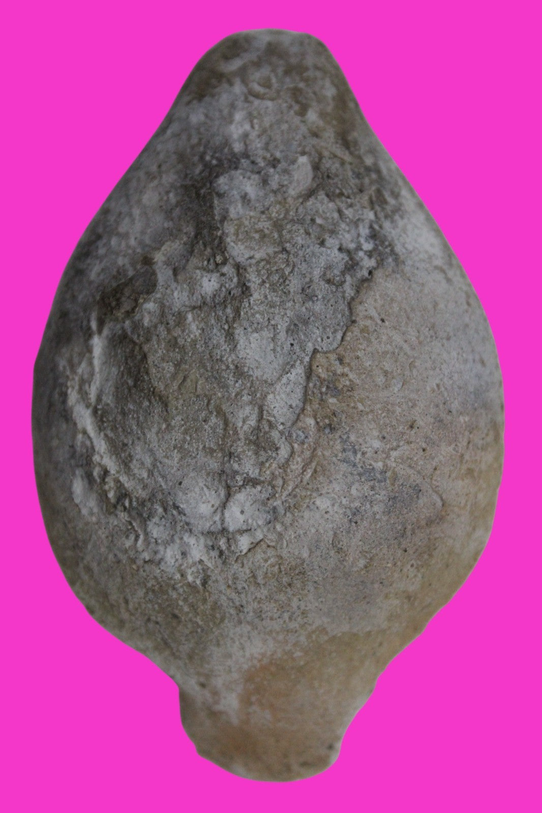 Holy Land Oil Lamp Ancient Artifact Time of the Christians 313-636 AD COA 173