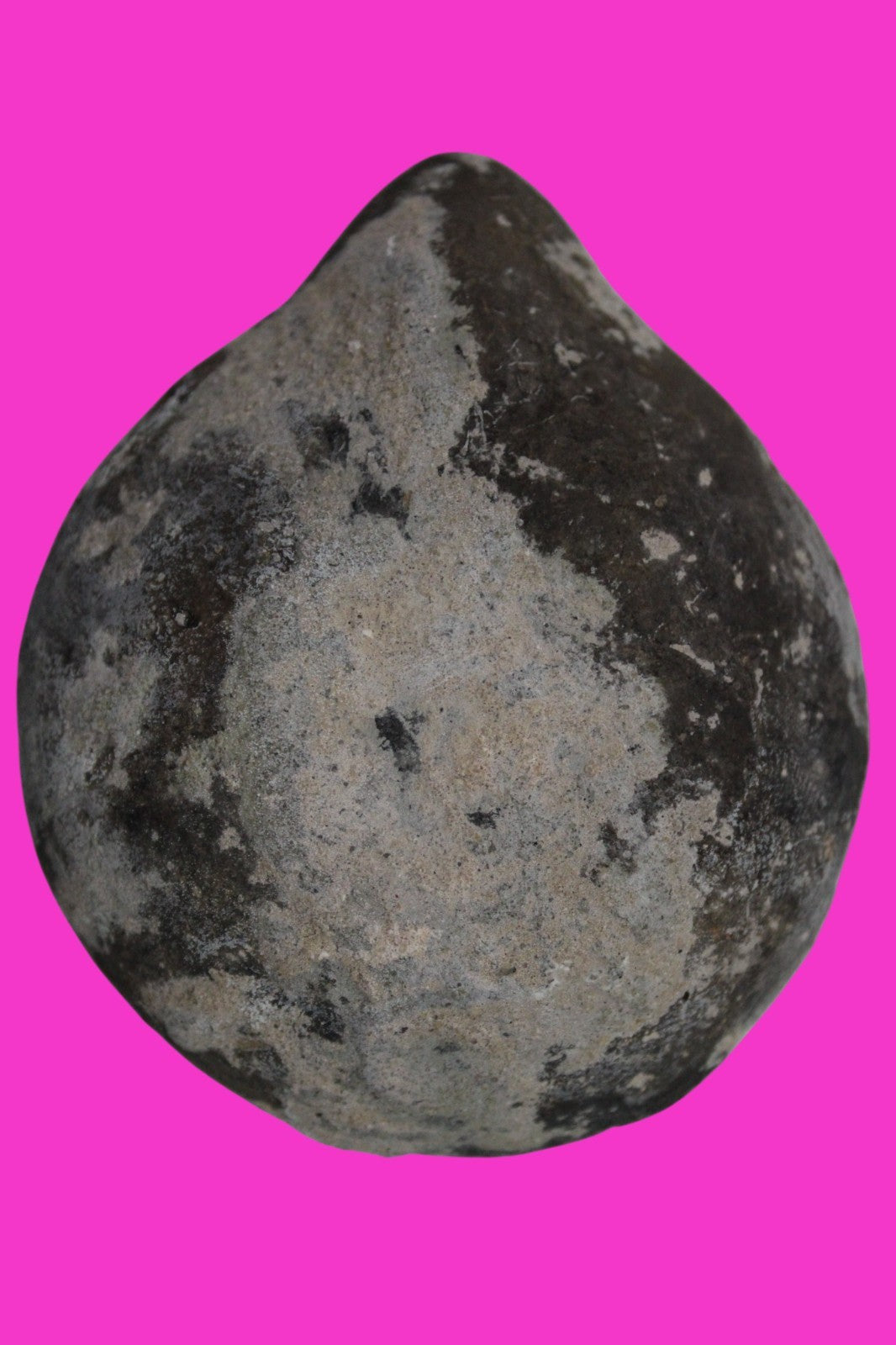 Holy Land Oil Lamp Ancient Artifact Time of Jesus & Apostles 63BC-323AD COA 165