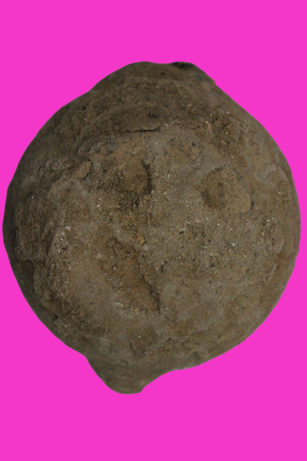 Ancient Holy Land Oil Lamp Artifact Jesus Christ Homeland 100BC-200AD COA 45